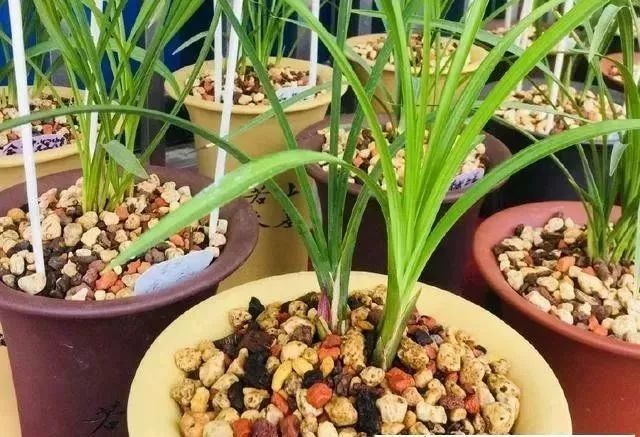 兰花出箭后花箭怎么长得快,兰花有花箭了怎样养护