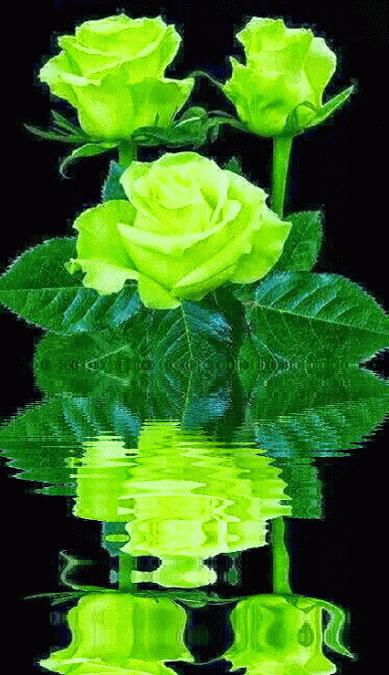 水中花郁可唯简谱动态谱,动态水中花歌词壁纸