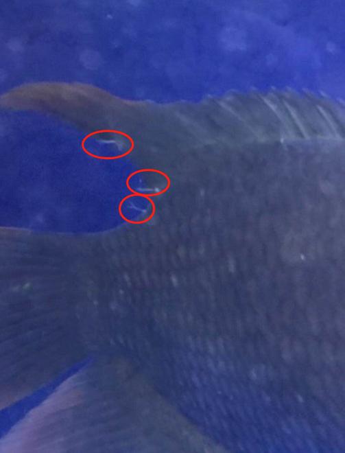 鱼病锚头蚤怎么治疗,虱子肉眼可见