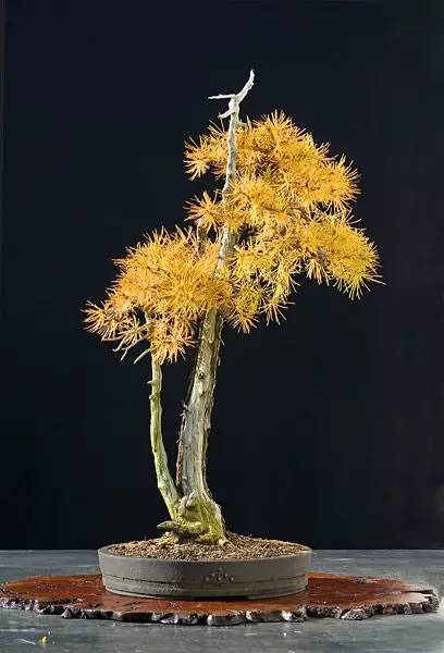 杂木类树木盆景蟠扎应在什么进行,盆景如何造型