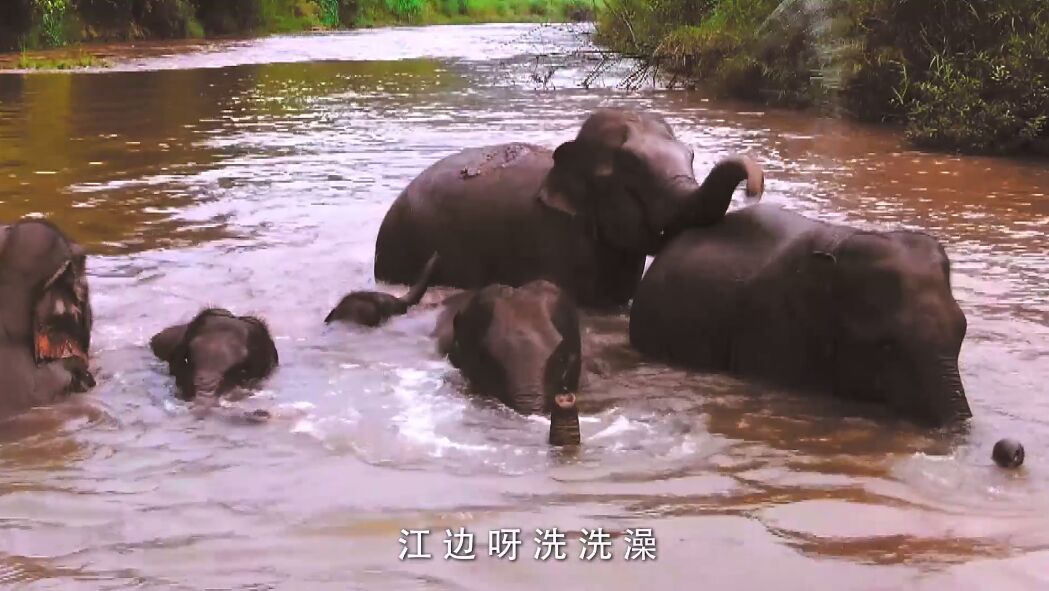 世界大象日,世界大象日活动策划