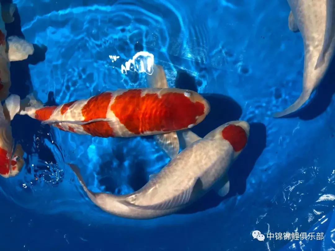 閿﹂菠鍠傞杩囧鏈変粈涔堢棁鐘跺悧,鏃ユ湰閿﹂菠鎬庝箞鍠傞