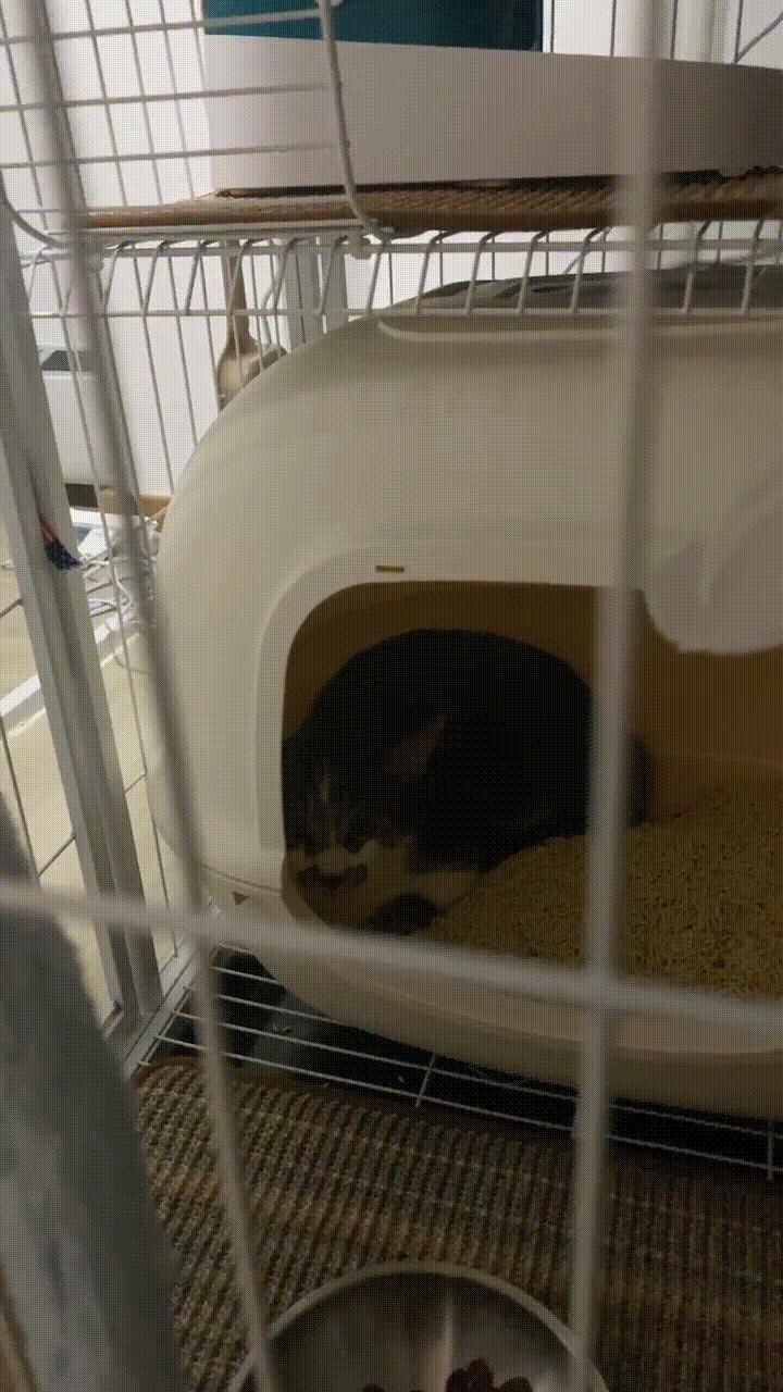 自从接了一只猫回家,突然养猫了很焦虑