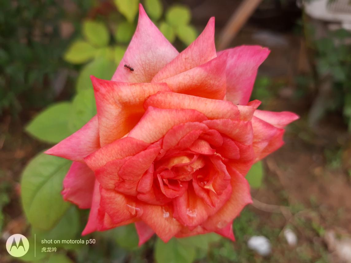 摩托罗拉p50详细参数,摩托罗拉p50测试视频