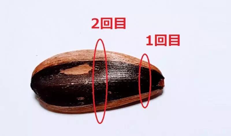 纳尼?为什么日本人不会嗑瓜子?看到中国人单手“吃”惊呆!