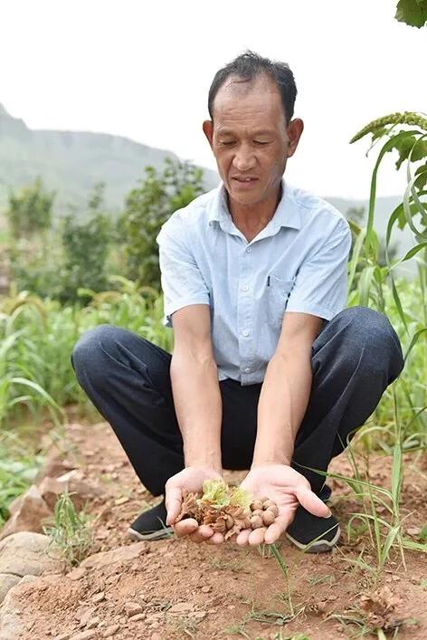榛子东北榛子树,大榛子致富果