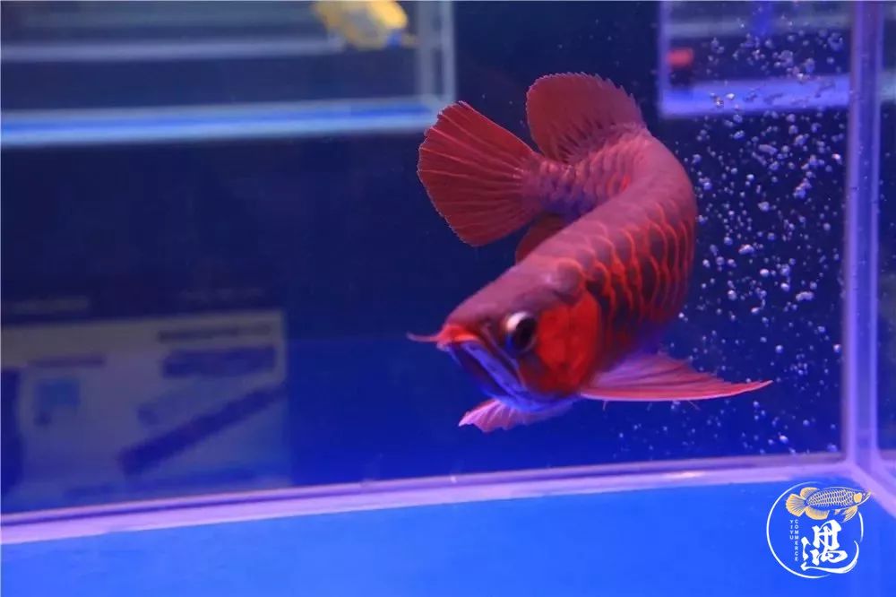 龙鱼发色用太阳好还是灯好,龙鱼发色灯和增艳灯区别