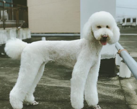 细数巨型贵宾犬的优缺点,怎么样才能够把巨型贵宾犬养好