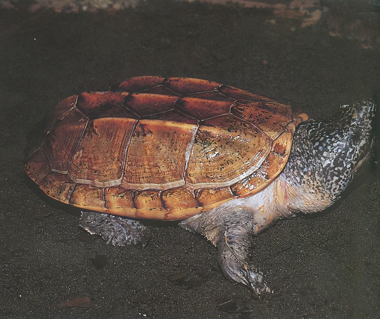 各种龟类图片大全大图,龟类展示会