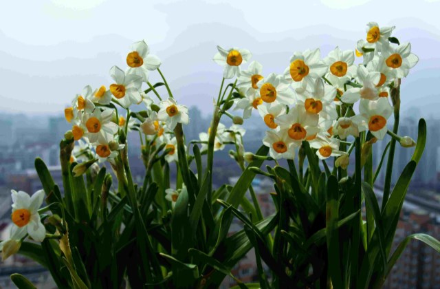 水仙花叶子发黄烂根倒伏怎么办,水仙花叶子发黄种球腐烂怎么救活