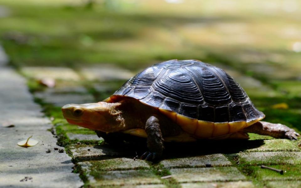 黄缘龟饲养如何避免臭味,黄缘母龟壳被咬坏了怎么处理