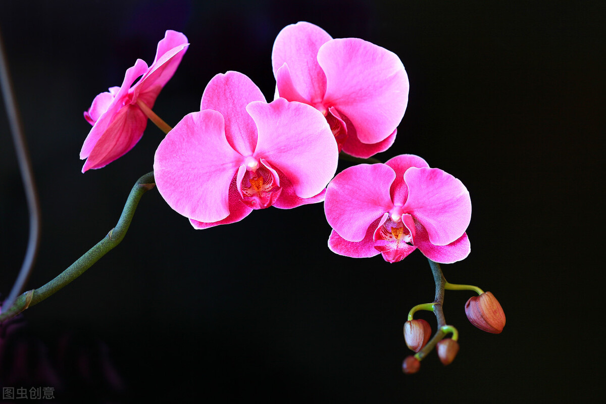 养什么植物晒不死又不怕冻,北方冬天适合养的花草耐寒耐冻