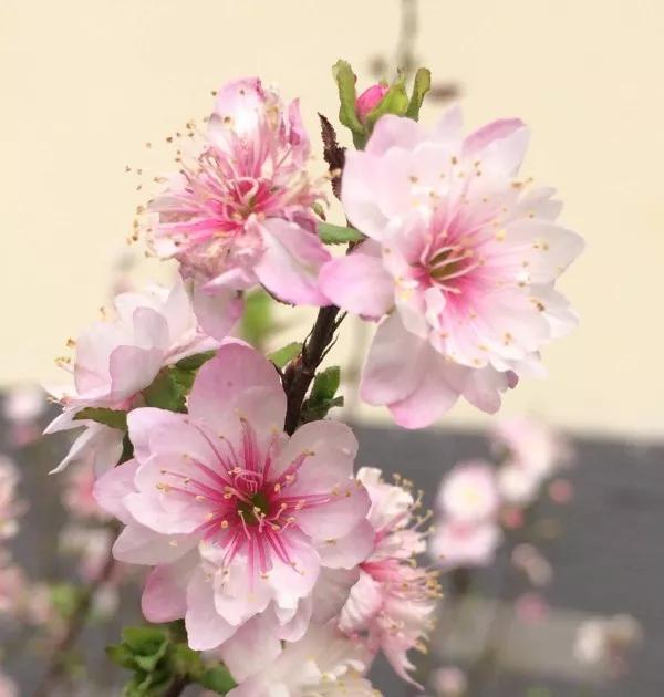 有关桃花的诗词100首,桃花古诗句最出名诗句