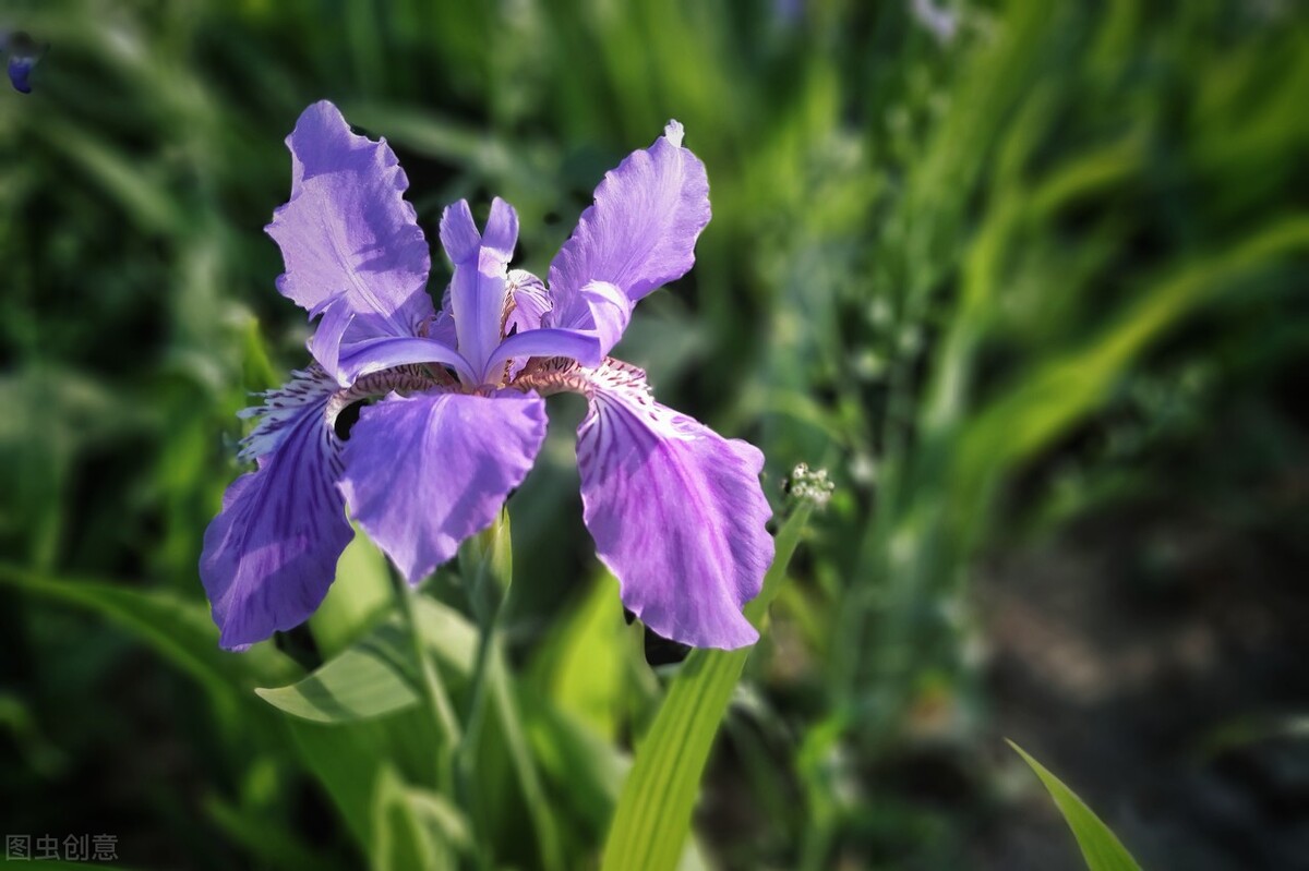 100种常见园林图鉴,列举20类不同的园林花卉