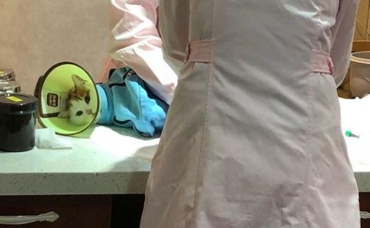 猫咪得了乳腺瘤怎么办,猫咪肿瘤要怎么治疗