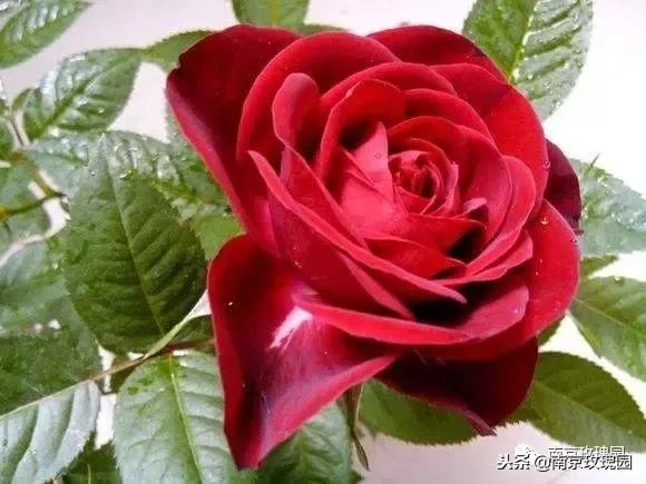 「花师傅开课啦」爱花人必知！南京*瑰园玫**为你科普百种玫瑰