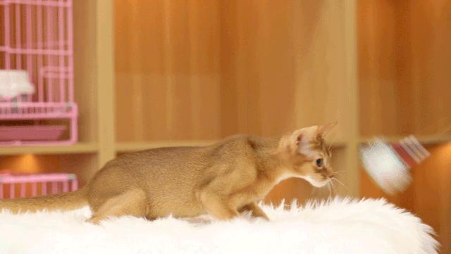 仙女猫专卖店介绍,仙女猫专卖店一览表