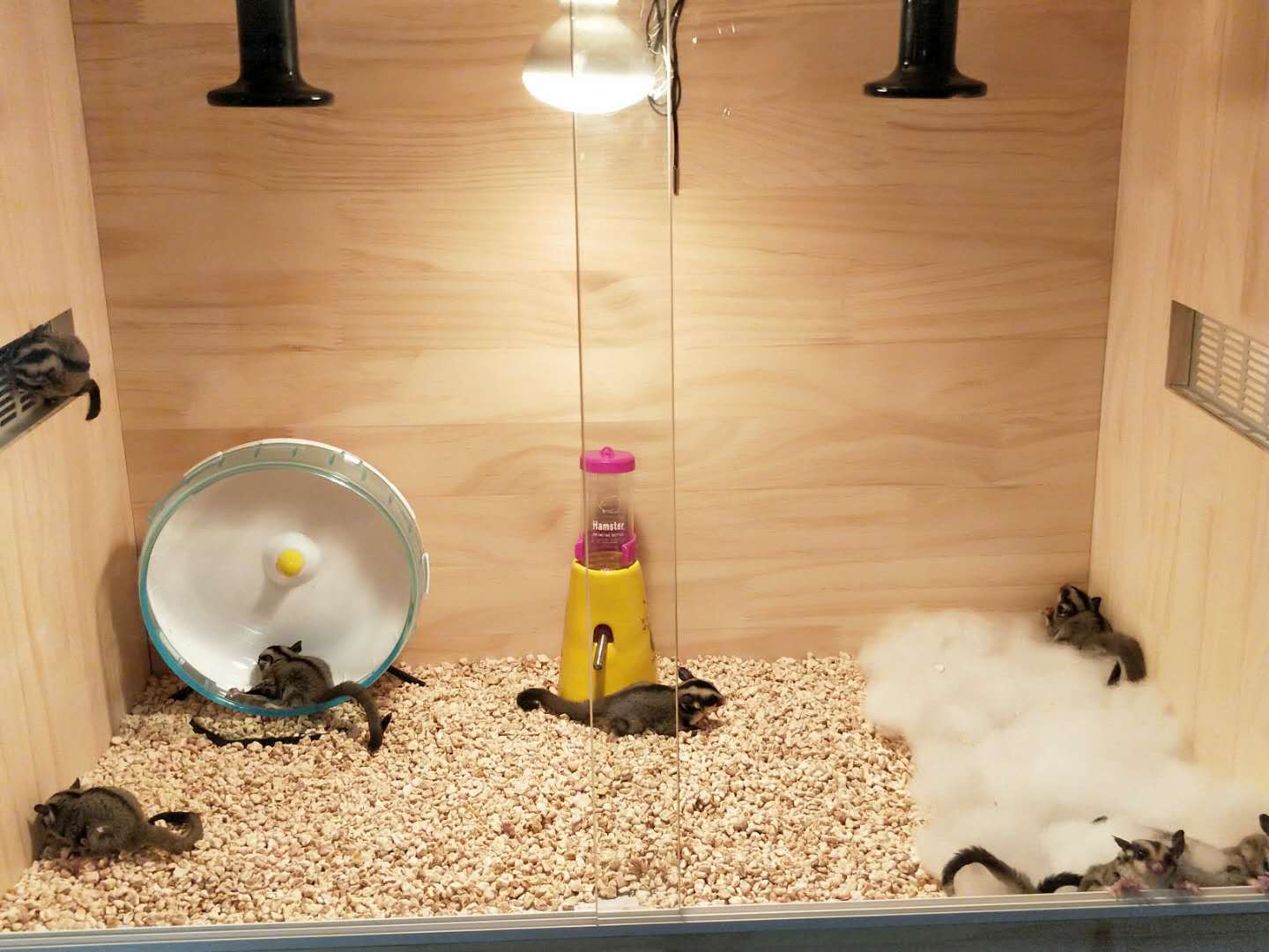 蜜袋鼯怎么训练能晚上睡觉,蜜袋鼯怎么训练定点上厕所