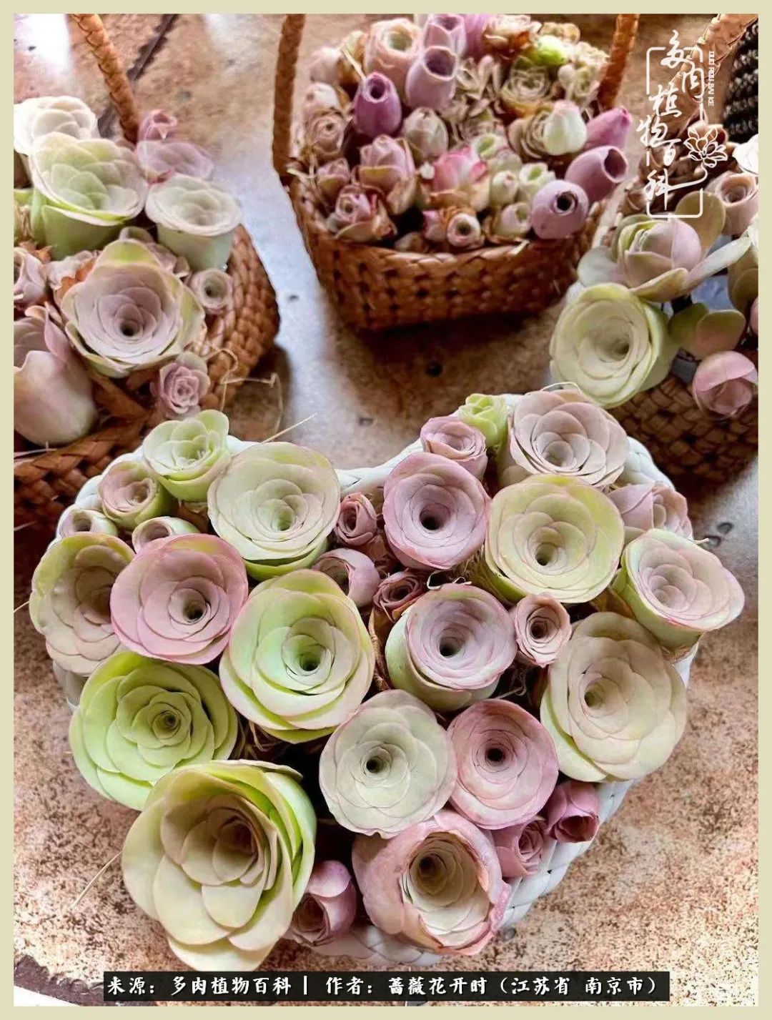 又见颜的妩媚，色的诱惑！这些山地玫瑰礼盒惊艳了眼眸