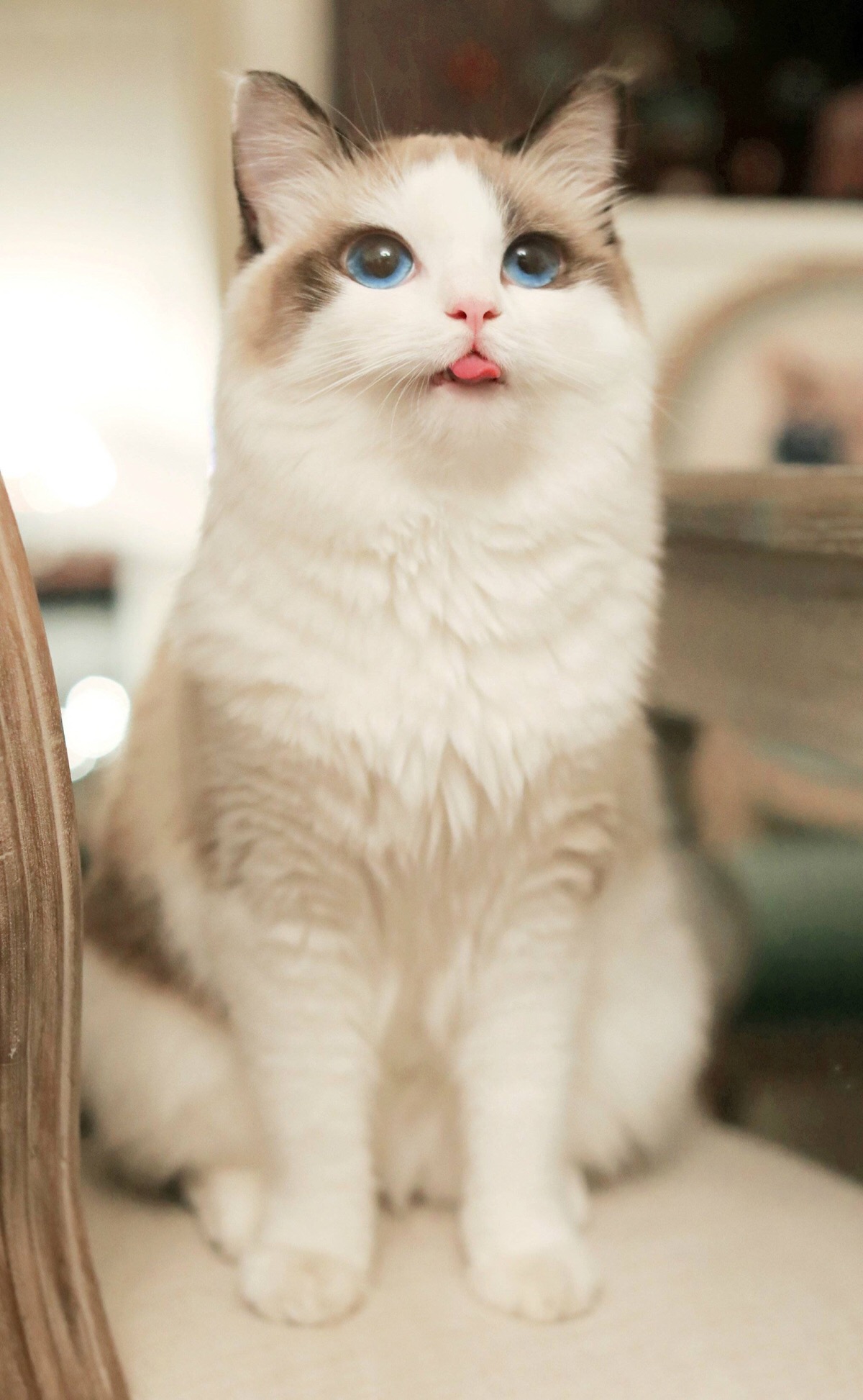 最适合懒人养的宠物前十名,适合懒人养的十大宠物