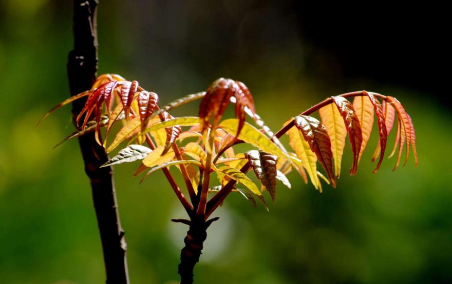 苏童短篇推荐,苏童短篇小说免费阅读