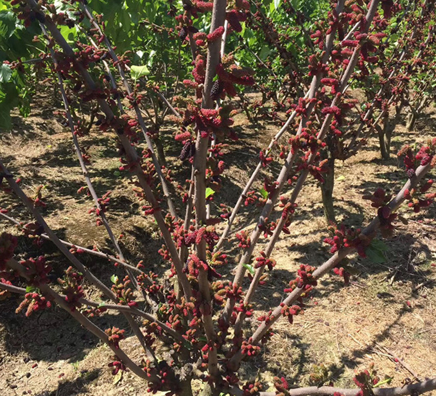桑葚果的价格多少一斤,桑葚果种植