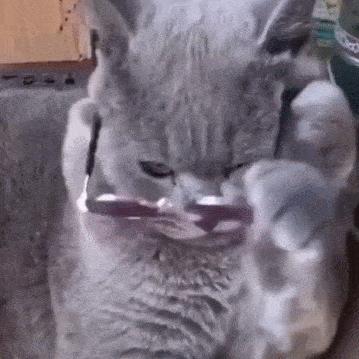 盘点那些呆萌又可爱的猫咪,盘点那些很可爱又呆萌的猫咪