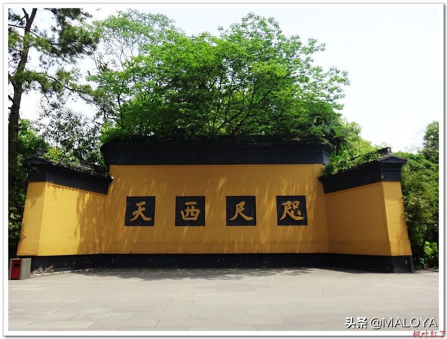 杭州灵隐寺1700年菩提树开花,杭州灵隐寺旅游全攻略