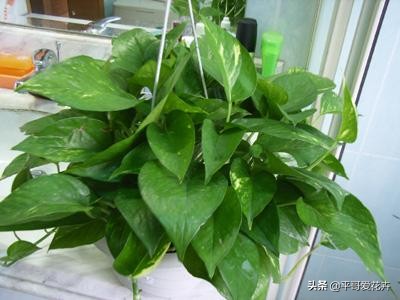 绿萝浇这三种水疯长,绿萝用淘米水浇花的正确方法