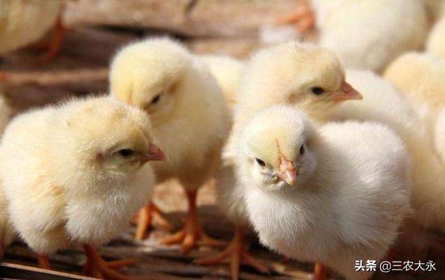 雏鸡不消化该用什么药,雏鸡不采食