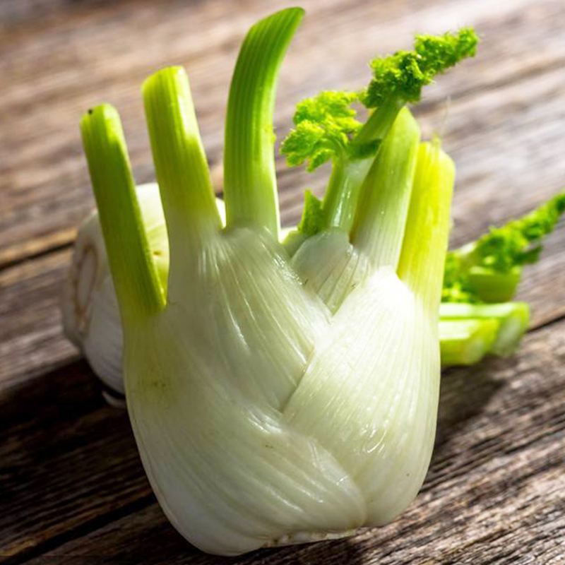 茴香菜结种子,结球茴香适合多少度下生长