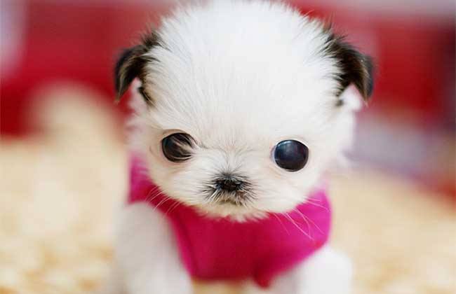 茶杯犬被突然吓死主人辟谣,茶杯犬看完你还敢养吗