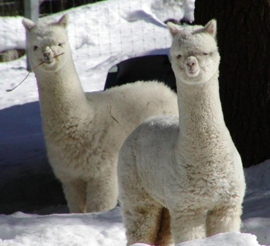 包括羊驼的十大神兽羊驼简介,最好的神兽羊驼