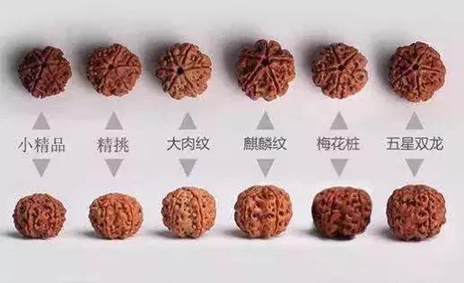 金刚菩提子手串知识大全,讲解金刚菩提的书籍