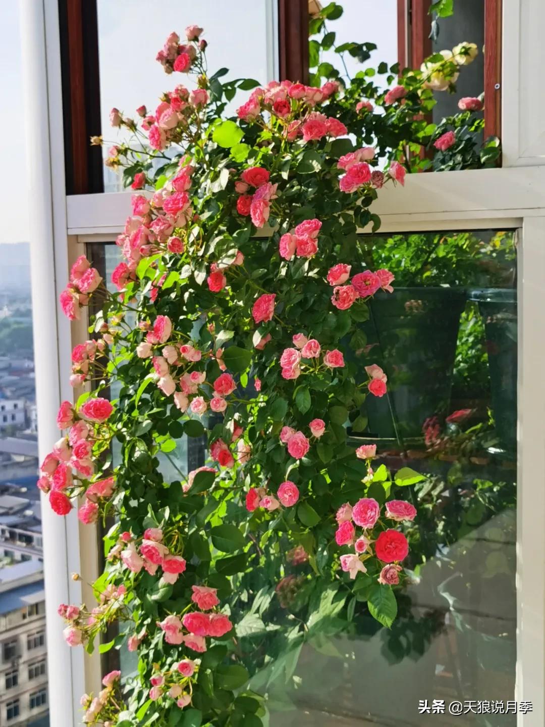 阳台还可以种植什么花种,阳台上也可以种出好看的花