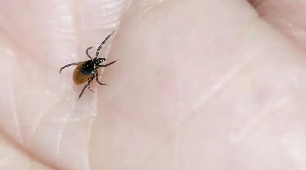 被蚊子咬了是直接拍死还是赶走,被蚊子咬后该干什么