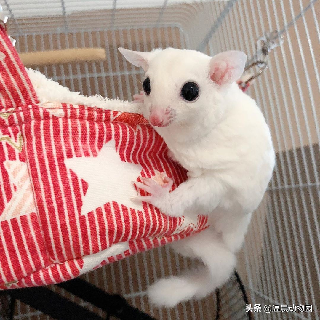 怎么看蜜袋鼯性格好不好,蜜袋鼯皮毛颜色