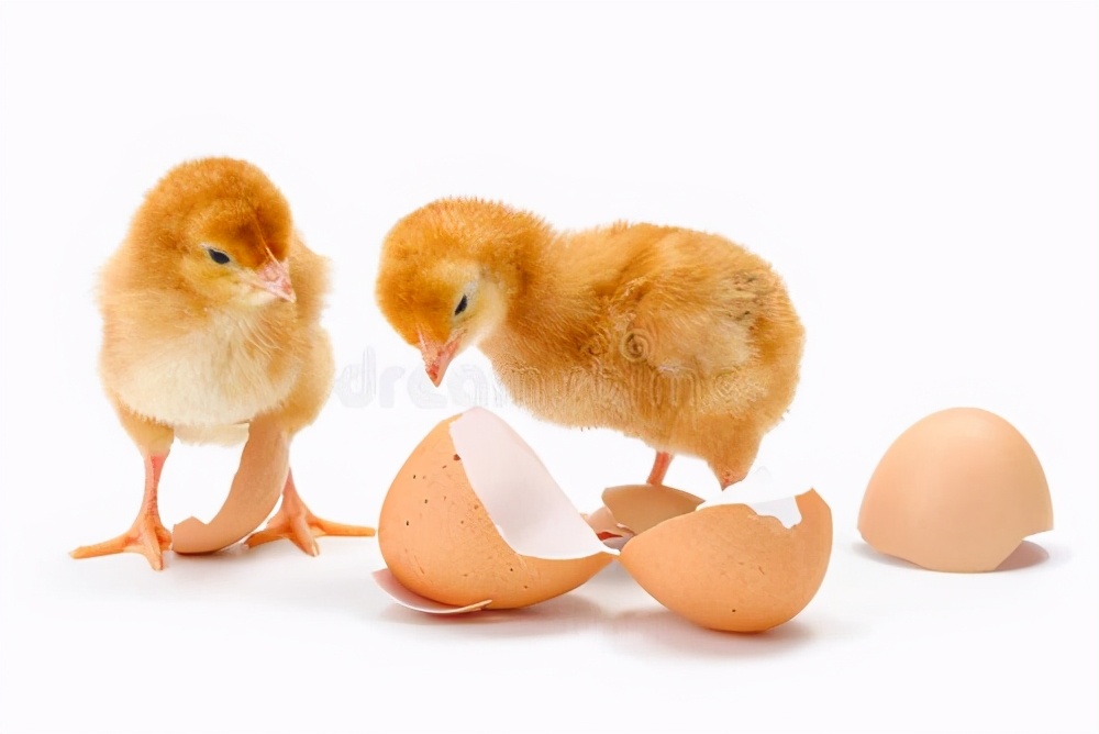 小鸡不吃饭是怎么回事啊,小鸡不吃食补救