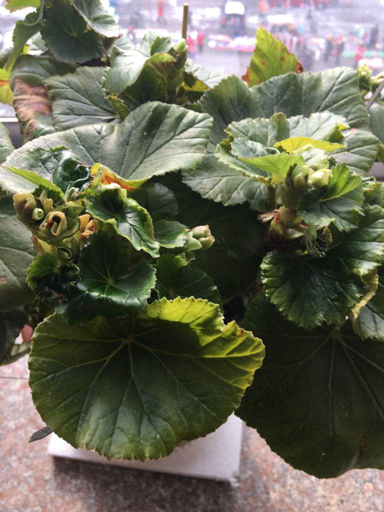 丽格海棠花谢了怎么剪掉不发黑,丽格海棠花后不发新枝怎么办