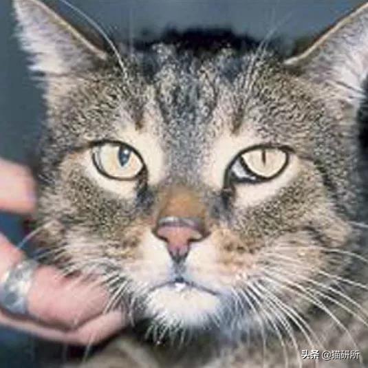 猫咪容易生病补充什么维生素,猫咪维生素a中毒症状是什么