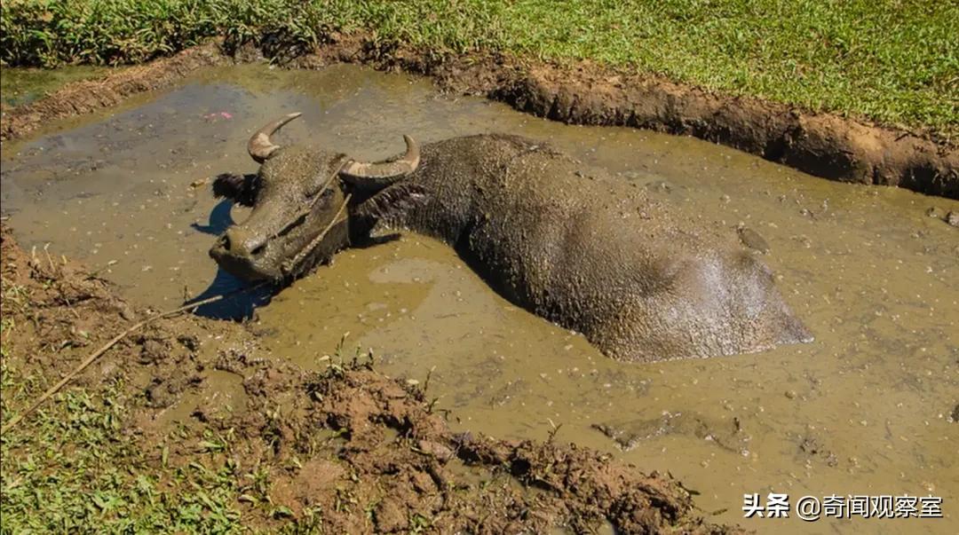 日本四大公害事件,日本侵华四大惨案