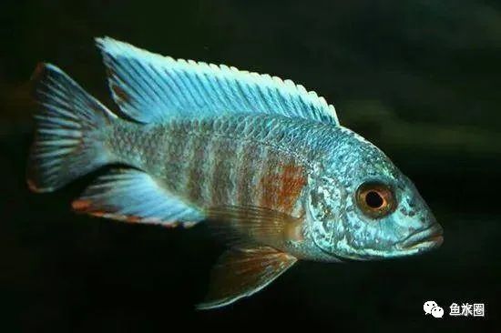 三湖慈鲷马鲷孔雀珍珠系能长多大,三湖慈鲷之孔雀