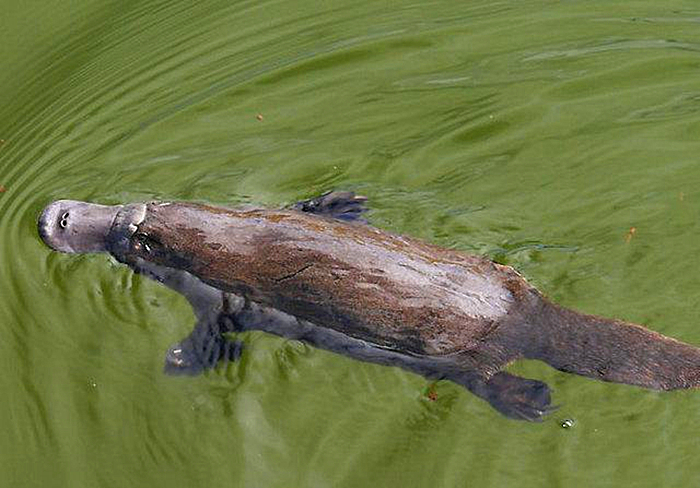 鸭嘴兽的秘密武器图片,鸭嘴兽有毒刺吗