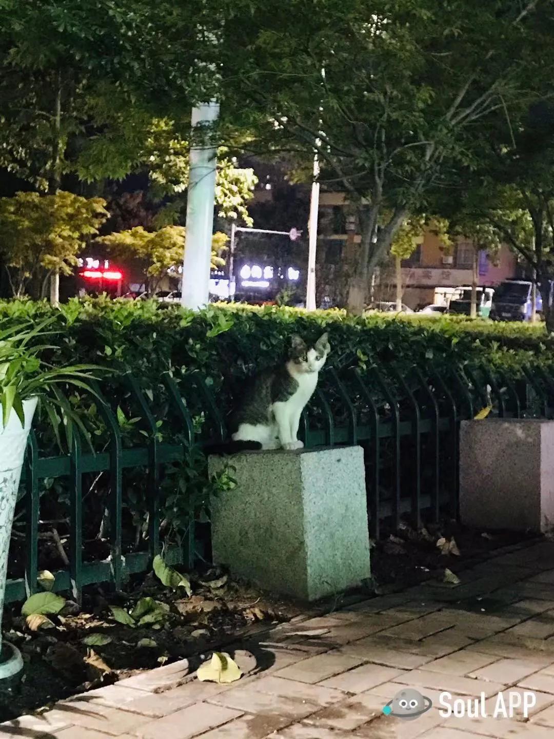 生命的缘分上海视频,生命中的遇见是缘分