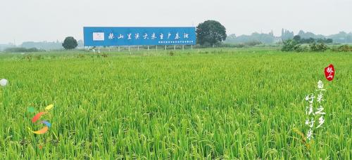 湖南三农产品名片:张家界莓茶与赫山兰溪大米