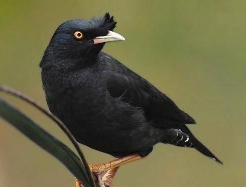 十二星座养什么宠物水瓶座,12星座适合养什么宠物狮子座