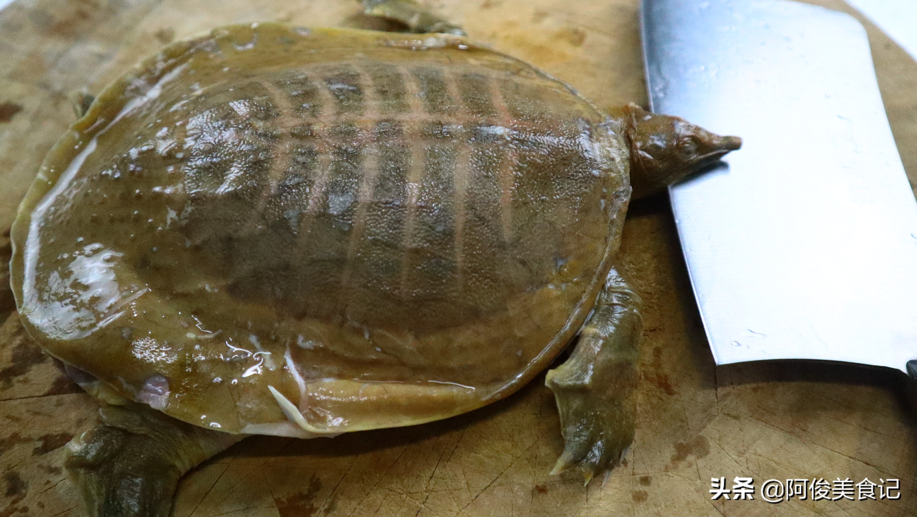 大厨清炖甲鱼最正宗的做法,甲鱼如何宰杀和做甲鱼汤