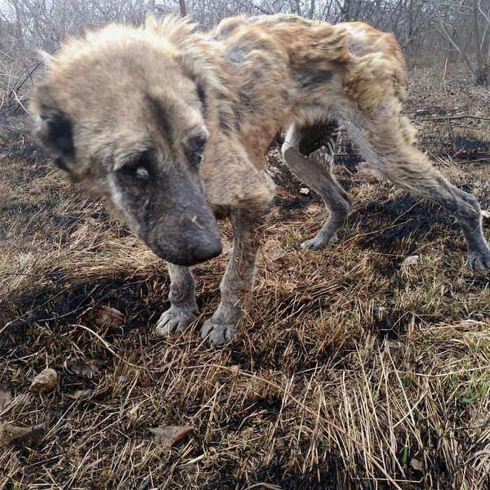 无良犬舍的秘密！过度繁殖导致狗狗子宫脱落！一度失去生活的希望
