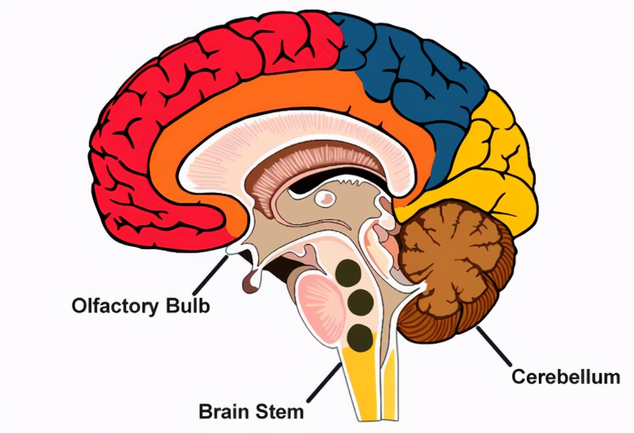 为什么我们的大脑像核桃一样坑,为什么我们的大脑会被操控