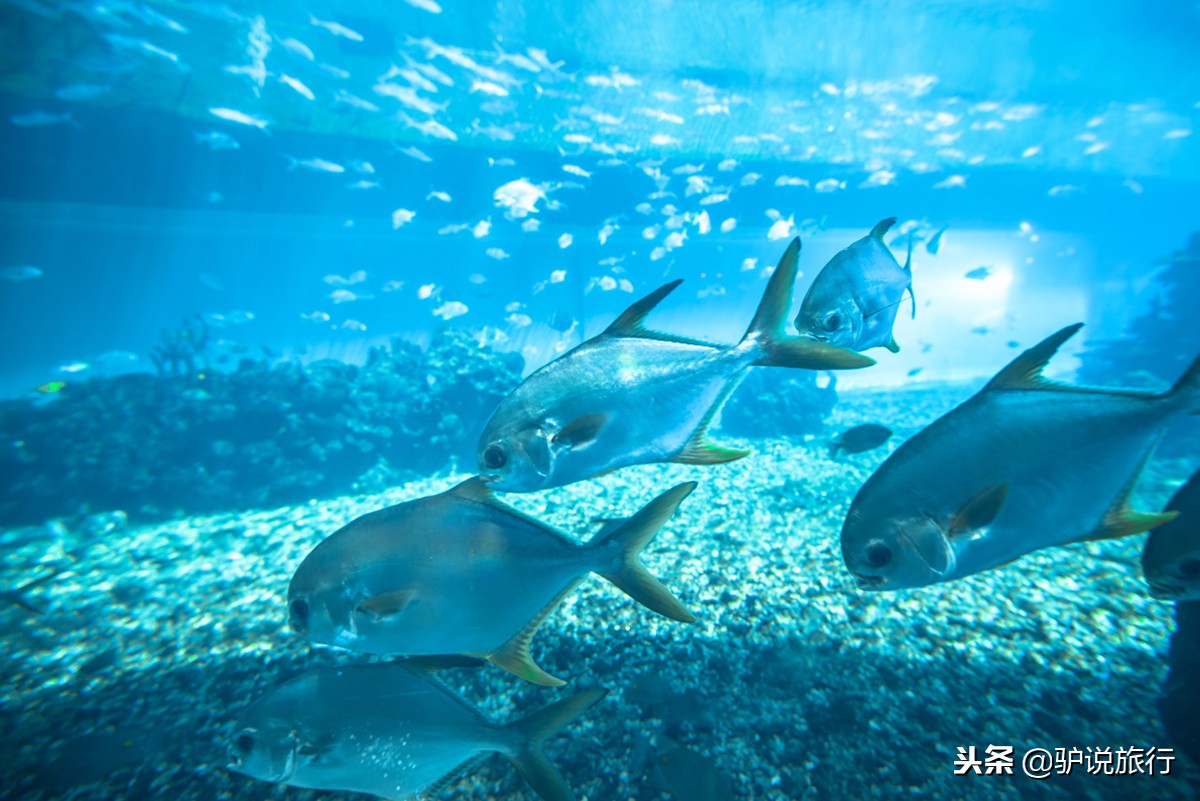 天房洲际与亚特兰蒂斯,天房洲际酒店和亚特兰蒂斯